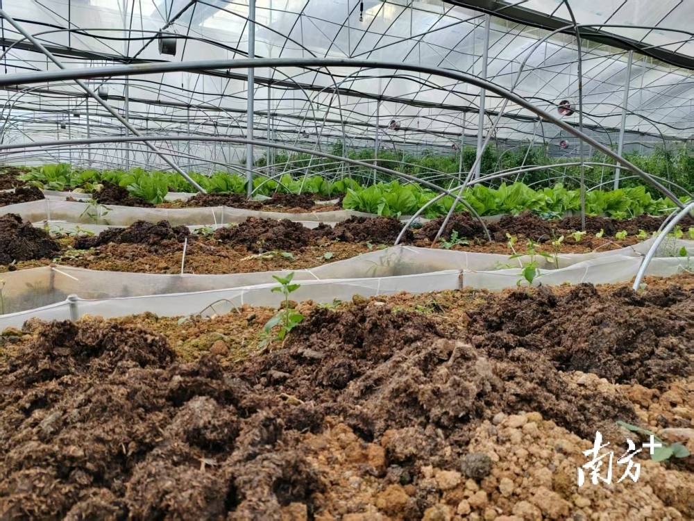 ⑨｜壮瑶锦绣同心浇灌民族团结进步之花ag真人平台第一游戏百千万 广清范(图4)